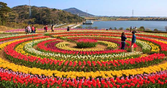 एशिया का सबसे बड़ा Tulip Garden पर्यटकों के लिए खोला गया, 16 लाख फूलों की है ये घाटी