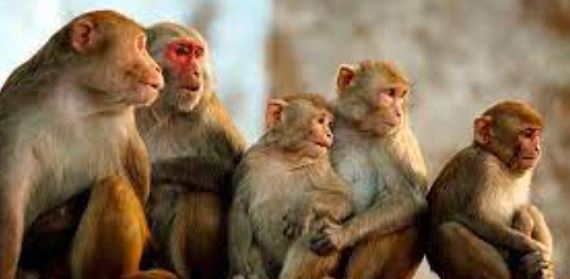 चीन 100,000 लुप्तप्राय बंदरों को श्रीलंका से आयात करने की योजना बना रहा