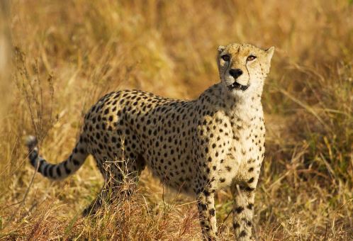Cheetahs of Namibia and South Africa got Indian names, Union Minister Bhupendra Yadav tweeted information